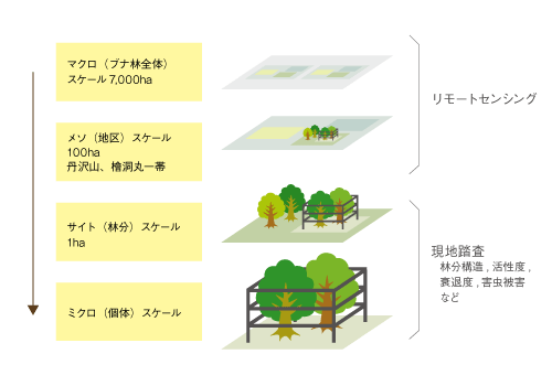 ブナ衰退実態の調査方法
