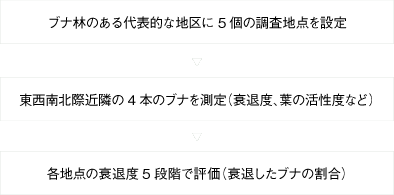 ブナの衰退