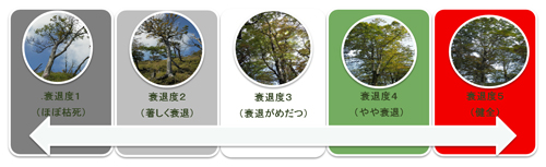現地調査によるブナ衰退の結果