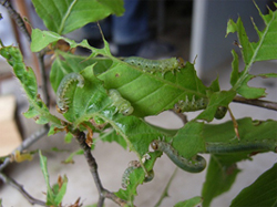 ブナの葉を食べるブナハバチ幼虫