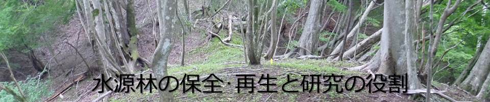 下層植生の衰退した水源林の写真