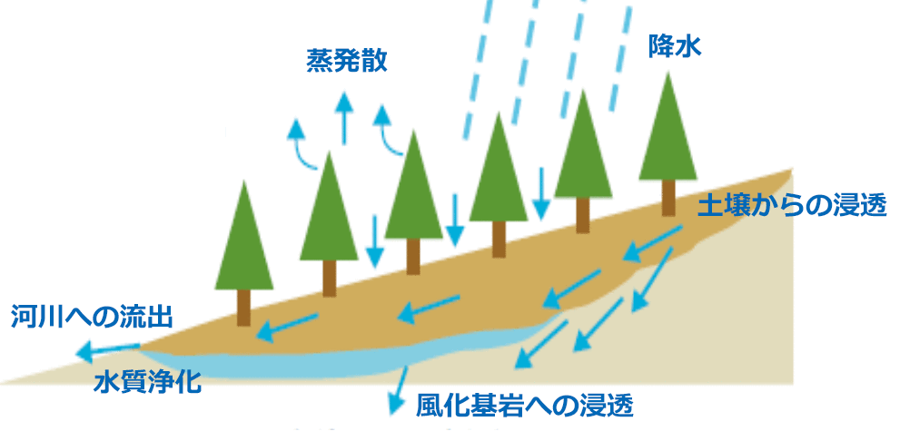 森林の水源かん養機能の仕組みの図