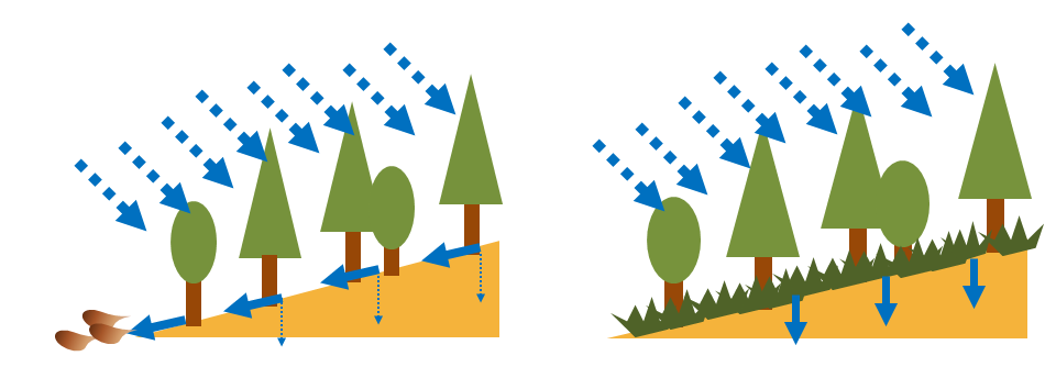 下層植生のある場合と無い場合の比較のイラスト