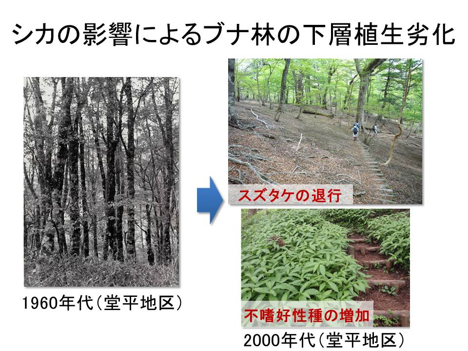 シカの影響による植生劣化の写真